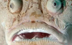 Deep sea creatures based on how terrifying they are